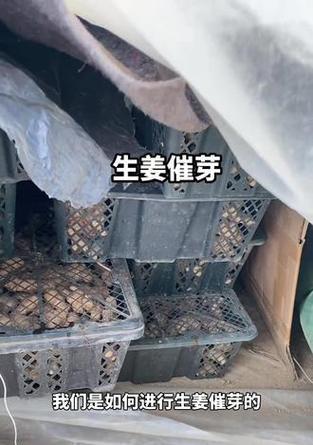 大姜催芽管理全攻略
