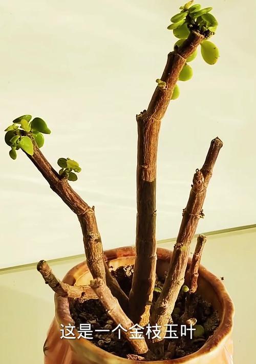 发财树树桩怎么催芽——培育绿意盎然的秘诀