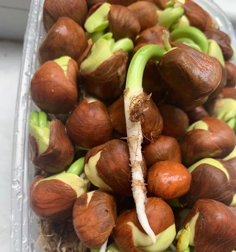 发财树树桩怎么催芽——培育绿意盎然的秘诀