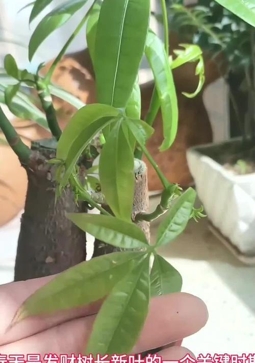 发财树树桩怎么催芽——培育绿意盎然的秘诀