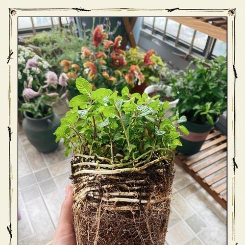 薄荷稀疏怎么修剪枝条