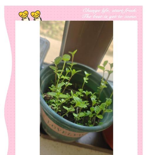 薄荷稀疏怎么修剪枝条