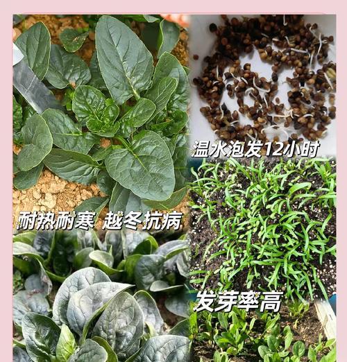菠菜怎么催芽种植方法