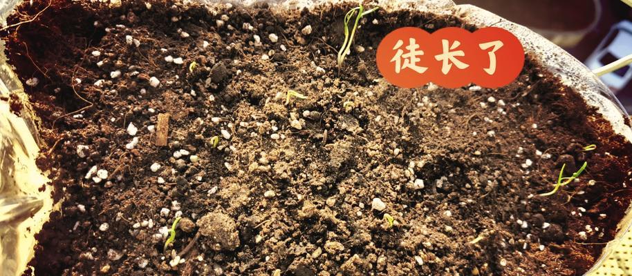 菠菜怎么催芽种植方法