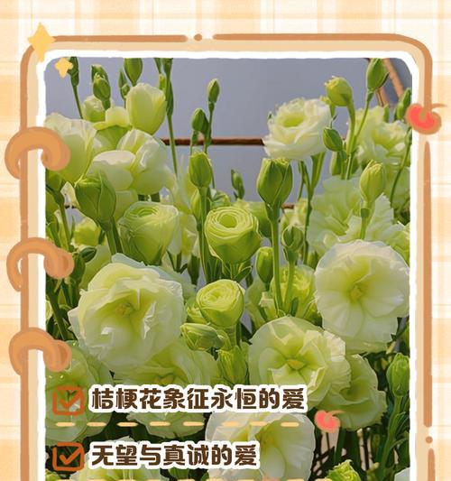 盆景怎么养护？盆景爱好者常见问题解答