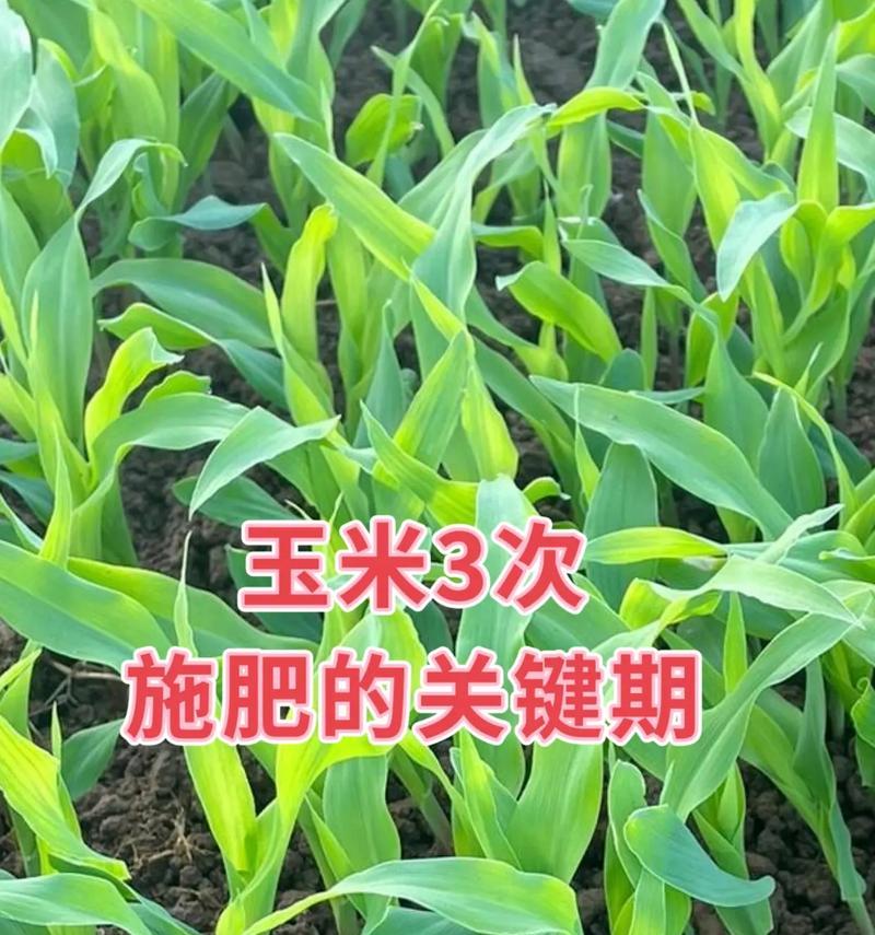 玉米怎么催芽的快