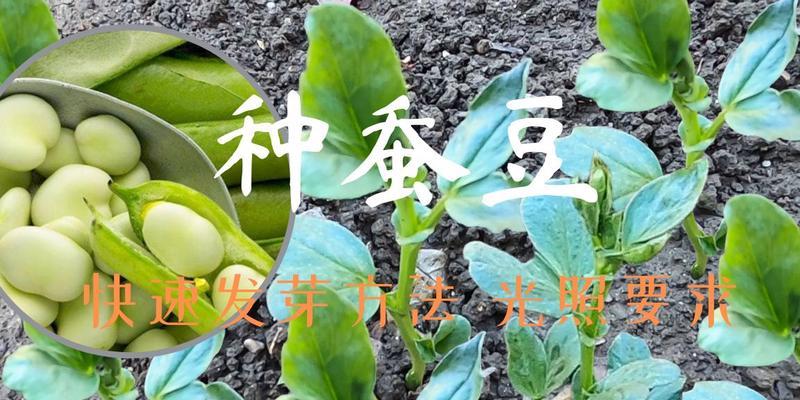 蚕豆怎么种植方法