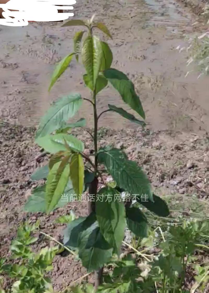 樱桃子催芽烂了怎么办：问题诊断与解决方案