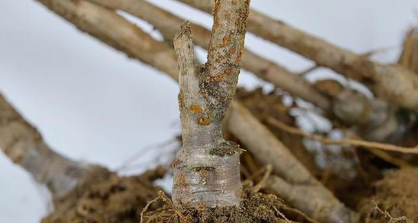 樱桃子催芽烂了怎么办：问题诊断与解决方案