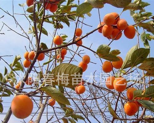 奶油柿修剪枝条指南：如何进行有效管理