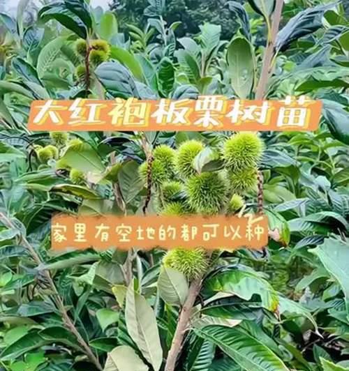 大板栗的催芽种植技巧全解析