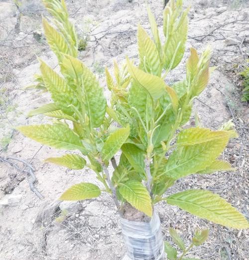 大板栗的催芽种植技巧全解析