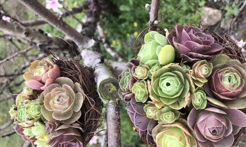 玫瑰催芽套餐怎么做