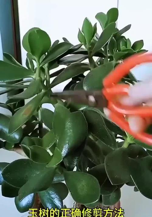 玉树修剪枝丫的正确方法及注意事项