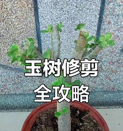 玉树修剪枝丫的正确方法及注意事项