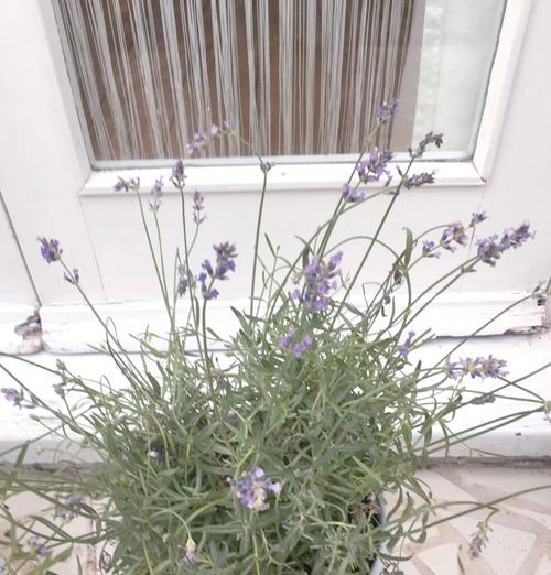薰衣草怎么种植方法——从土壤选择到收获的全面指南