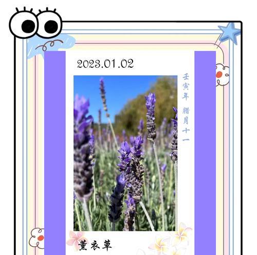 薰衣草怎么种植方法——从土壤选择到收获的全面指南