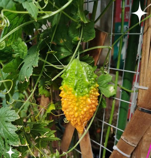 癞葡萄怎么种植要催芽吗——种植技巧与步骤详解