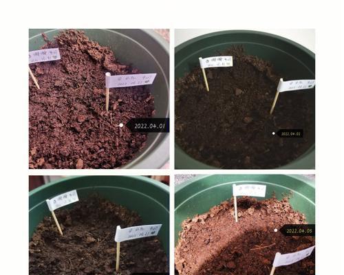 癞葡萄怎么种植要催芽吗——种植技巧与步骤详解