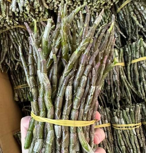 石斛茎怎么催芽最好——播种前的准备与技巧