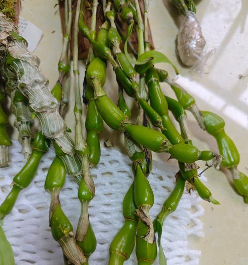 石斛茎怎么催芽最好——播种前的准备与技巧