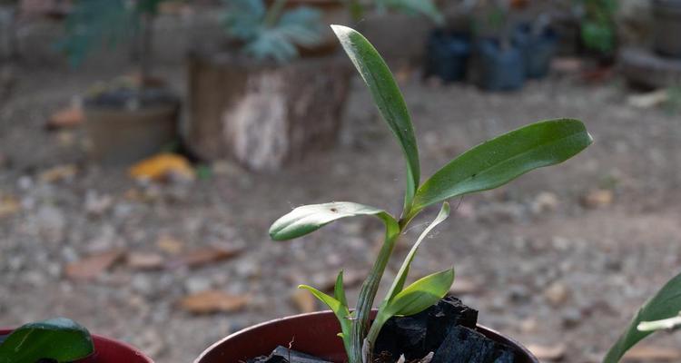 石斛茎怎么催芽最好——播种前的准备与技巧