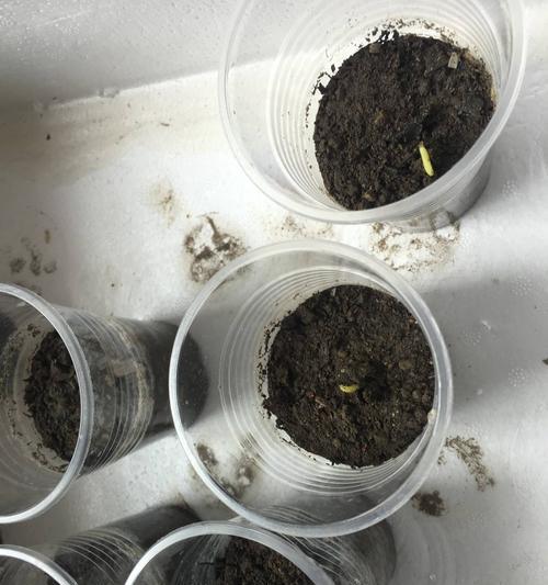 香瓜催芽技巧全攻略：如何科学有效地促进香瓜种子发芽？