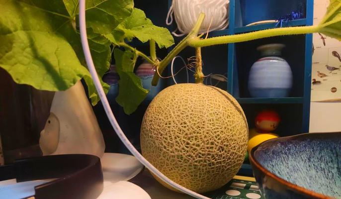香瓜催芽技巧全攻略：如何科学有效地促进香瓜种子发芽？