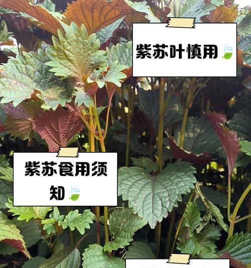 紫苏叶怎么催芽种植