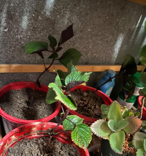 紫苏叶怎么催芽种植