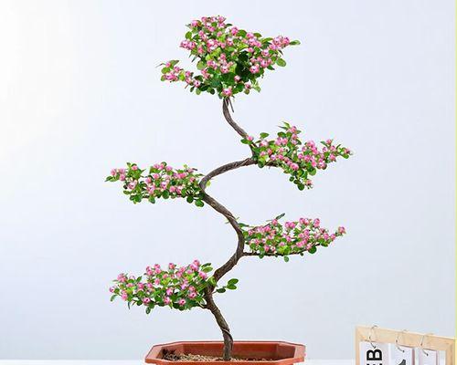 荀子怎么选花盆种植方法