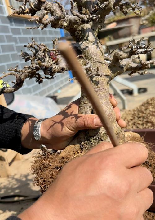 荀子怎么选花盆种植方法