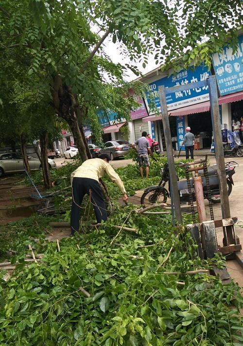如何正确修剪枯黄枝条以促进植物健康