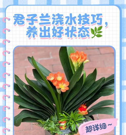 君子兰修剪枝条的全面指南
