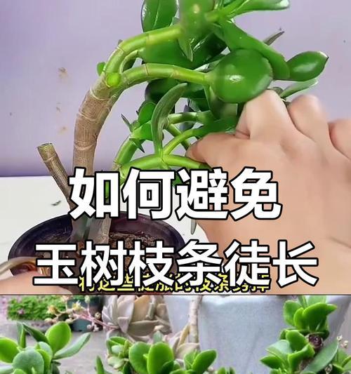 君子兰修剪枝条的全面指南