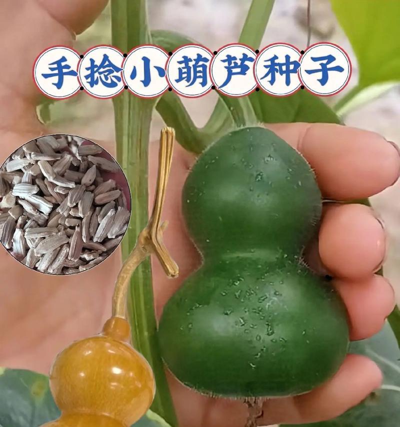 葫芦籽儿怎么样催芽快