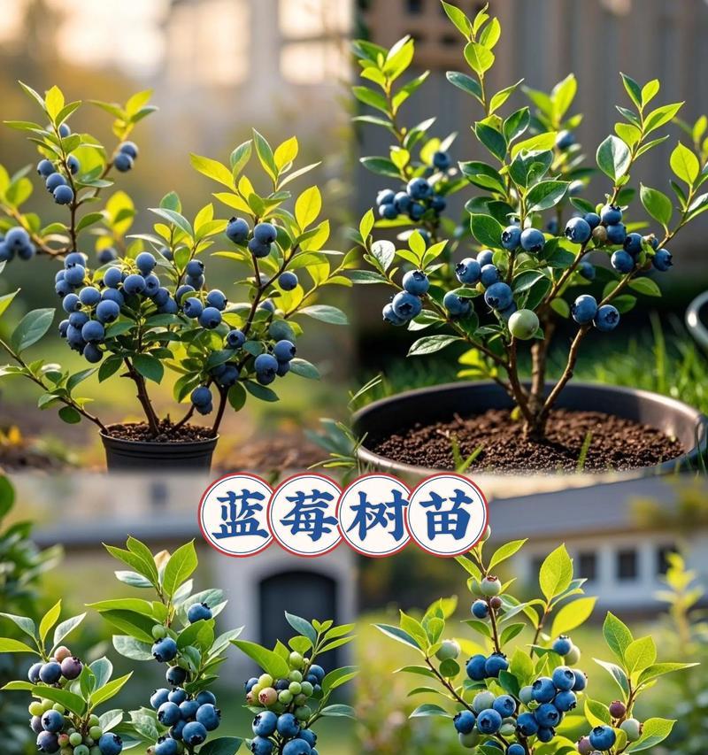 蓝莓树苗的种植方法与技巧