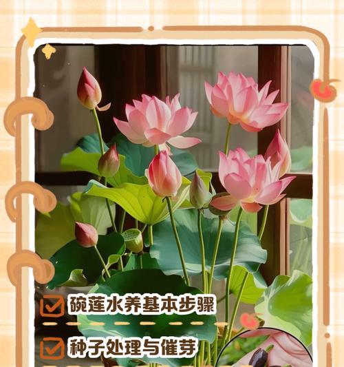 碗莲催芽怎么催？全面指南教你成功培育美丽莲池