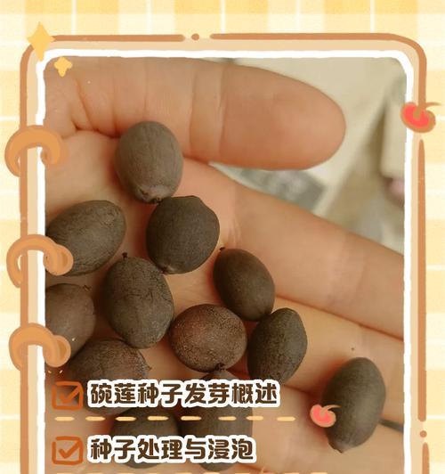 碗莲催芽怎么催？全面指南教你成功培育美丽莲池