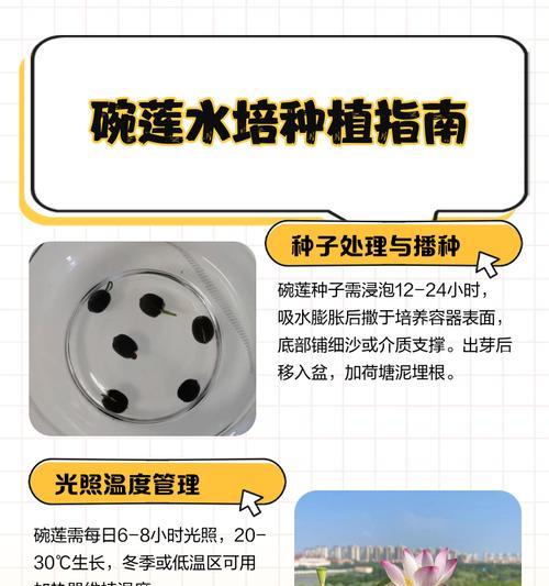 碗莲催芽怎么催？全面指南教你成功培育美丽莲池