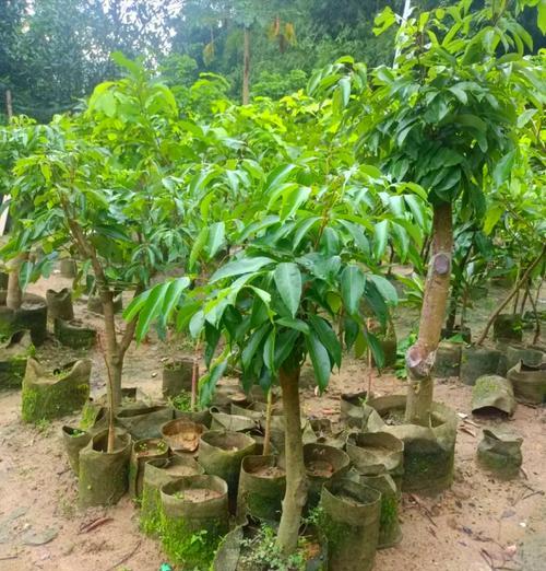 荔枝棍催芽：全面指南助你成功培育