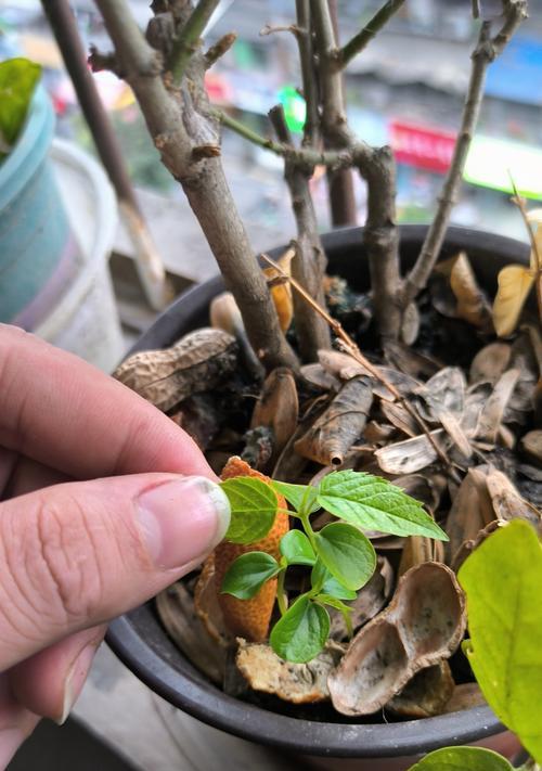 荔枝棍催芽：全面指南助你成功培育