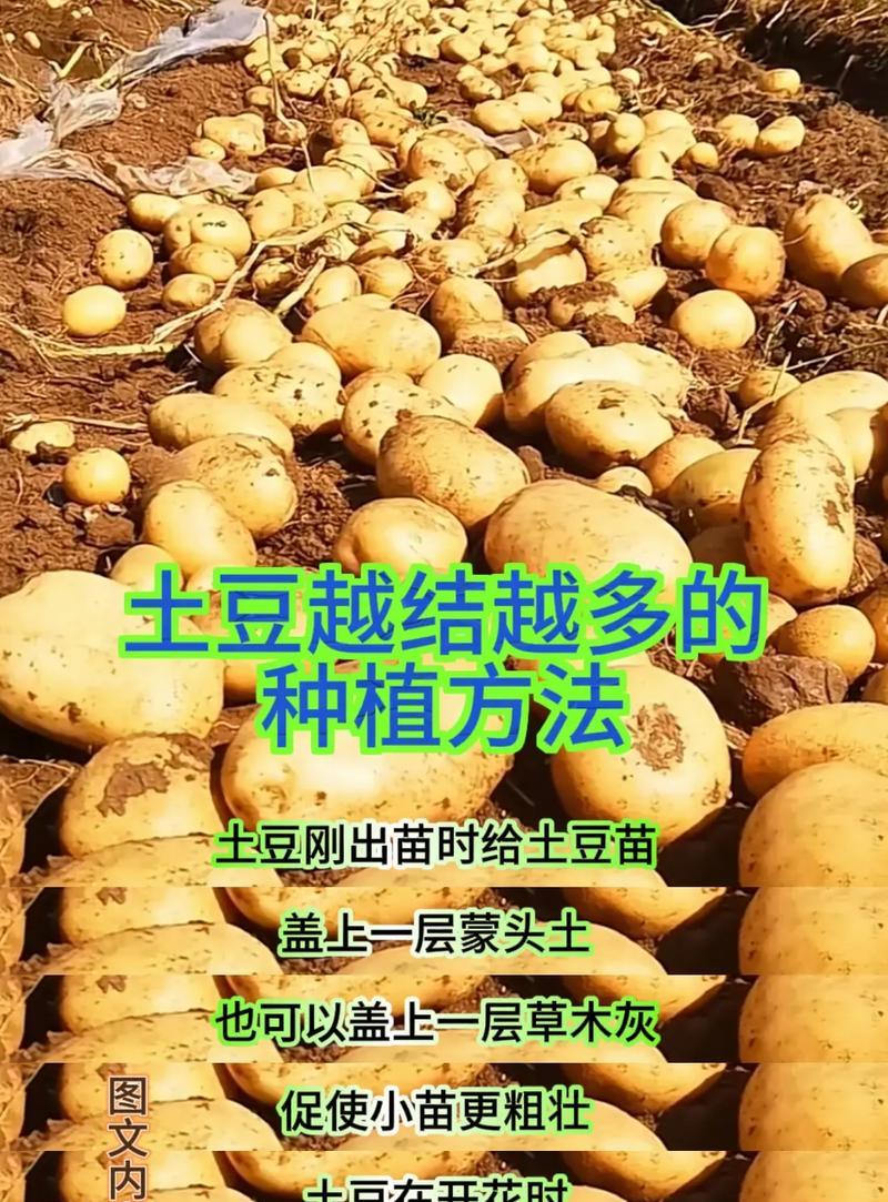 土豆苗修剪枝条的完整指南