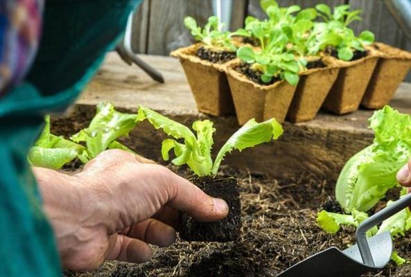 生菜催芽高怎么办：科学种植，提高成功率