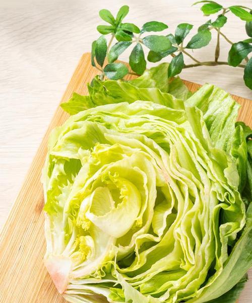 生菜催芽高怎么办：科学种植，提高成功率