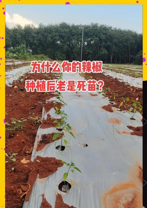 辣椒催芽之后如何进一步处理以确保健康成长