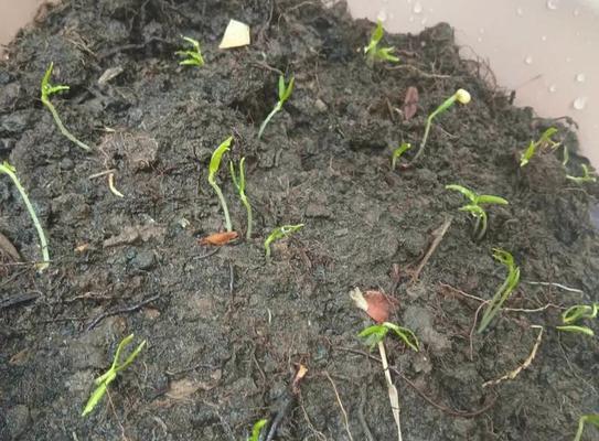 辣椒催芽之后如何进一步处理以确保健康成长
