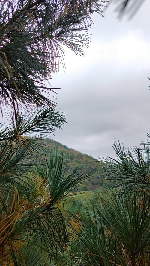 松子怎么种植？一文教你轻松掌握松子种植方法