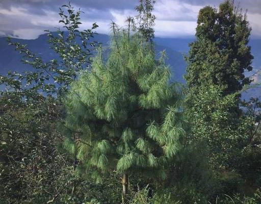 松子怎么种植？一文教你轻松掌握松子种植方法
