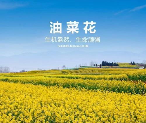 油菜籽用催芽吗怎么种植——从催芽到种植的全面指导